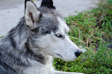 Gray Husky. Husky dog portrait.