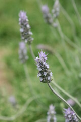 LAVANDA
