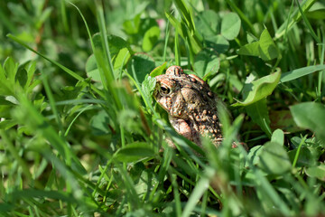 A small toad hides in the grass as it is hunting for insects in our yard in Windsor in Upstate NY.