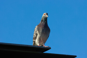 Pigeon Bird in a Sydney standing on a roof Sydney NSW Australia
