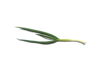 Green onion or scallion isolated on white