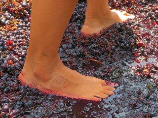 traditional grape stomping