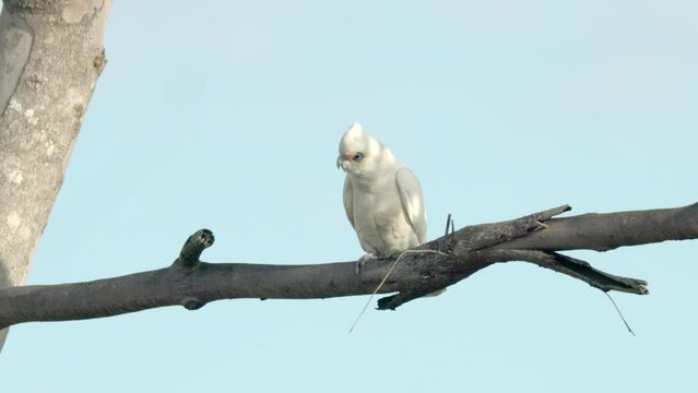 a little corella perching on a tree branch at port macquarie of nsw, australia