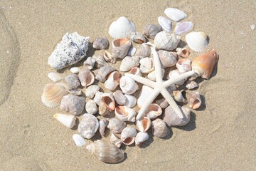 Beautiful starfish and sea shells on sandy beach, above view