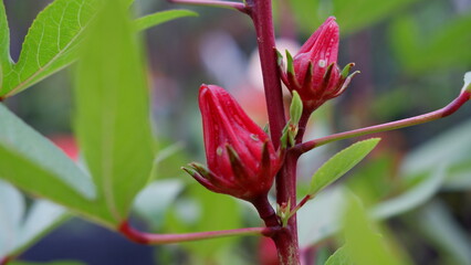 Roselle or Hibiscus sabdariffa is a species of flowering plant in the genus Hibiscus. The stems are...