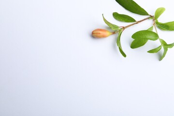 Pomegranate branch with green leaves and bud on white background, top view. Space for text