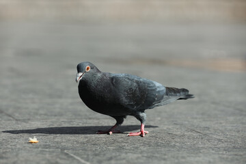 Beautiful grey dove outdoors on sunny day