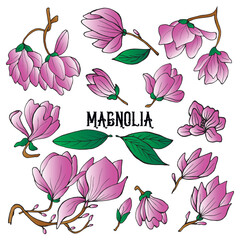 Magnolia flowers color isolated set. Hand drawn vector illustration for wedding invitations, greeting cards and witchcraft