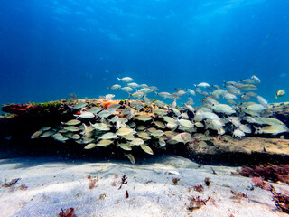 Fototapeta na wymiar coral reef with school of fish