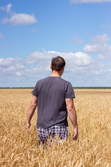 Naklejka na ściany i meble Back view of the man farmer walking through the golden wheat field at summer sunny day.