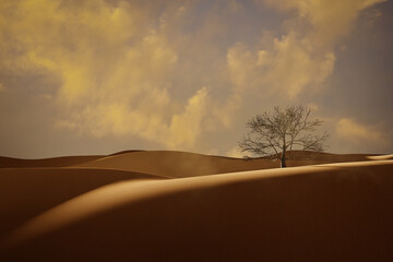 Sand dunes Sahara Desert at sunset - 527716335