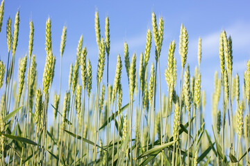 The wind shakes fresh ears of young green wheat on nature in sunny summer field.