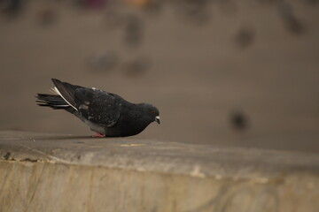gray turtledove in the foreground