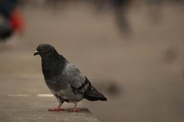 gray turtledove in the foreground