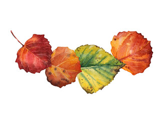 Autumn bouquet. Watercolor hand-drawn red orange green leaves isolated on white background. Forest nature plant foliage. Creative clipart for  halloween sticker, wallpaper wrapping, sketchbook