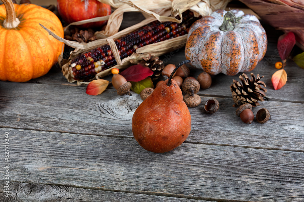 Poster Close up a ripe pear fruit with autumn harvest background of gourds, corn, acorns on wood table