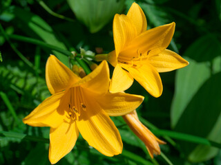 ニッコウキスゲ