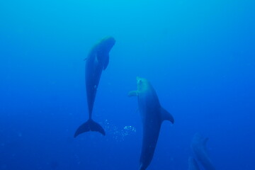 Swim with dolphin in Chuuk, Micronesia Chuuk state of Federated States of Micronesia.