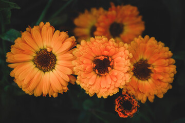 Calendula officinalis, Garden Marigold flowers growing in herb garden, dark and moody
