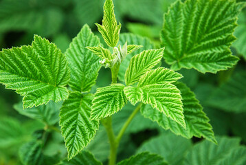 Raspberry plant green leaves in the garden