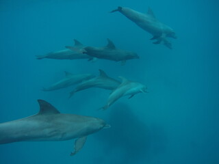 Swim with dolphin in Chuuk, Micronesia Chuuk state of Federated States of Micronesia.