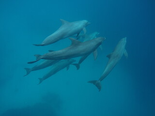 Fototapeta na wymiar Swim with dolphin in Chuuk, Micronesia Chuuk state of Federated States of Micronesia.