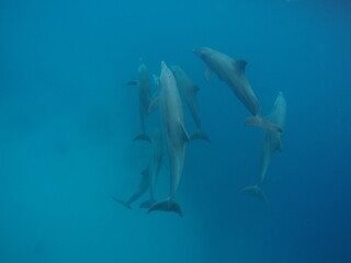 Swim with dolphin in Chuuk, Micronesia Chuuk state of Federated States of Micronesia.