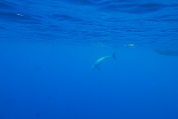 Swim with dolphin in Chuuk, Micronesia Chuuk state of Federated States of Micronesia.