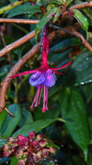 Magenta and purple fuchsia flower at the high altitude Paraiso Quetzal Lodge outside of San Jose,...