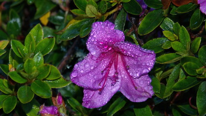 Purple flower covered in water droplets at dawn, at the high altitude Paraiso Quetzal Lodge outside...