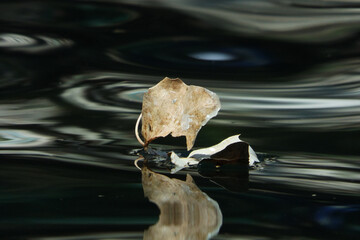 closeup of dry leaf on black water with interesting perspective,hoja seca en agua negra conperspectiva interesante