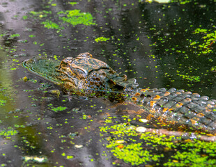 American Alligator Basking