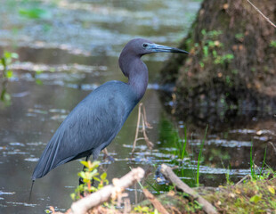 Tri-colored Heron wading