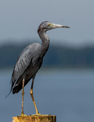 Tri-colored Heron wading