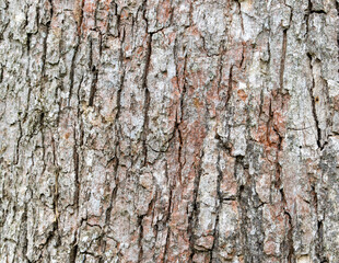 Tree Trunk Background