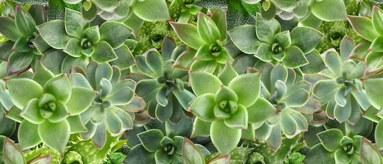 Many different succulents as background, top view