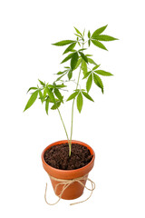 Green hemp in pot on white background