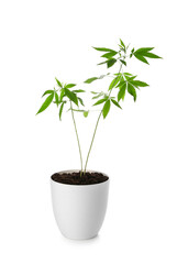 Green hemp in pot on white background
