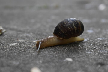 Caracol 
