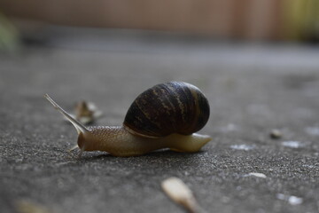 caracol