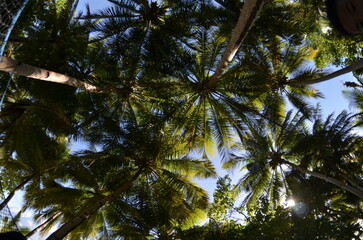 Pisar island at Truk lagoon in Chuuk state of Micronesia