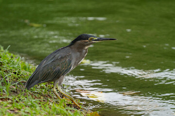 The green heron  is a species of the heron family, distributed in tropical and subtropical latitudes throughout the world, it is a small heron with a size of 40 to 46 cm and with a short neck.
