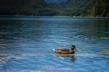 duck on the lake