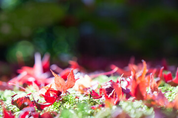 京都 金福寺の美しい紅葉の絨毯