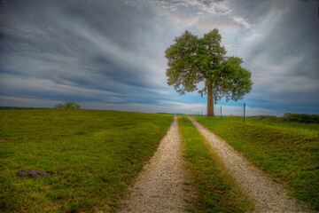 Fototapeta na wymiar Lonely tree by a Gravel Road in Perry County Missouri 