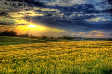 Schilderijen op glas Evening Sunshine in a Wheat Field. © Larry 