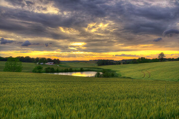 Yellow Fields of Wheat.  Folds in the land created by little hills in the terrain, like a sheet thats been ruffled in the wind.   © Larry 