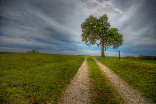 Gravel Road Under A Tree.  Perry County Missouri   Loneliness Can Be A Blessing Or A Curse. Some Of Us Want Just A Little.  Like This Trees All Alone In The Field.  