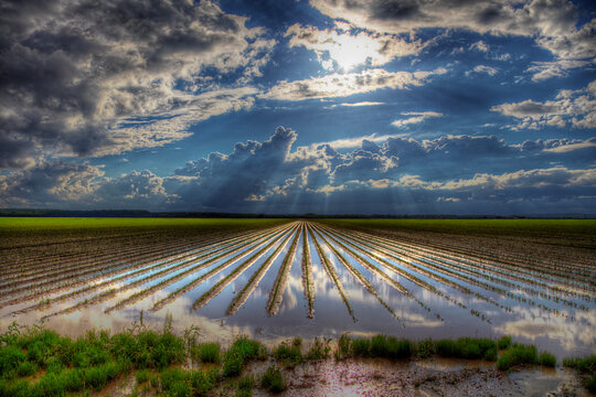 Crops Underwater  Perfect calm collaborates with the standing water between the  crop rows.  Creating a mirror like reflection of the post storm sky.  
