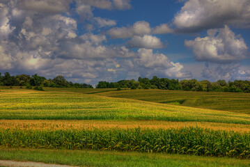 Fototapeta na wymiar Sky full of fluffy clouds over a hilly corn field in Scott County Missouri 